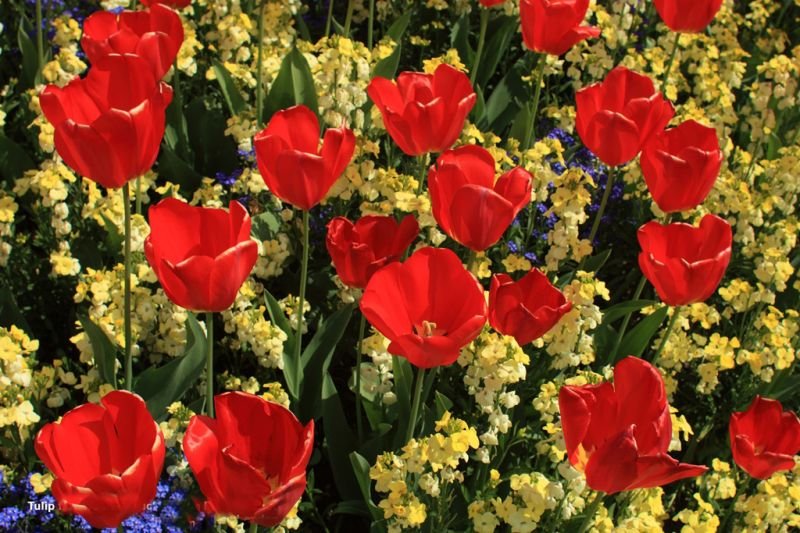 Radiant Red Tulip Digital Wall Art Painting