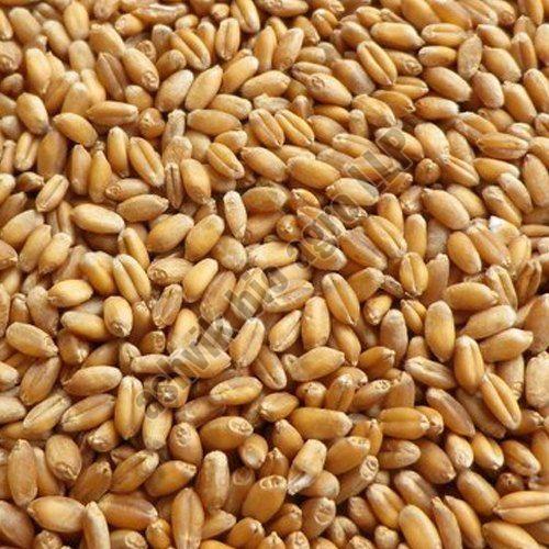 Indian Wheat Grain