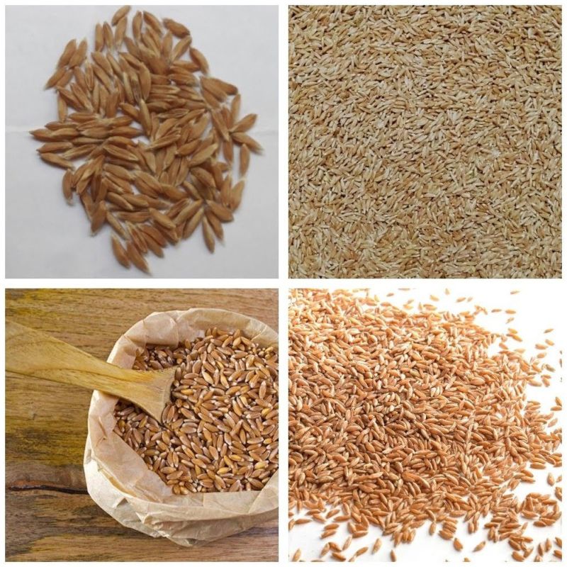 Khapli Wheat Grain