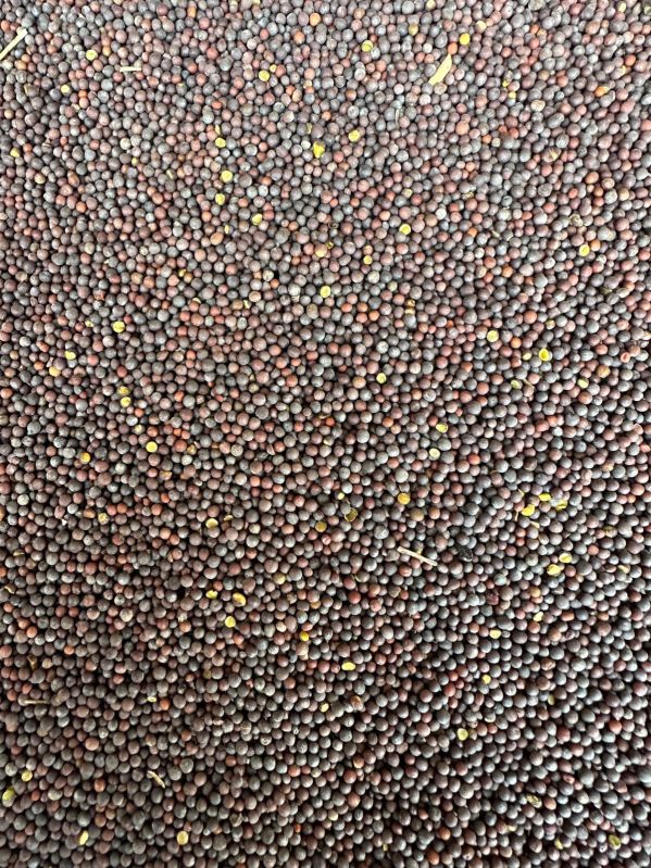 Black Mustard Seeds