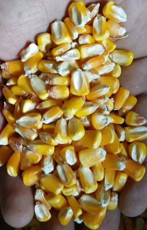 Yellow Maize Seeds