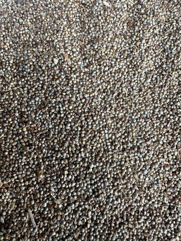 Pearl Millet Seeds