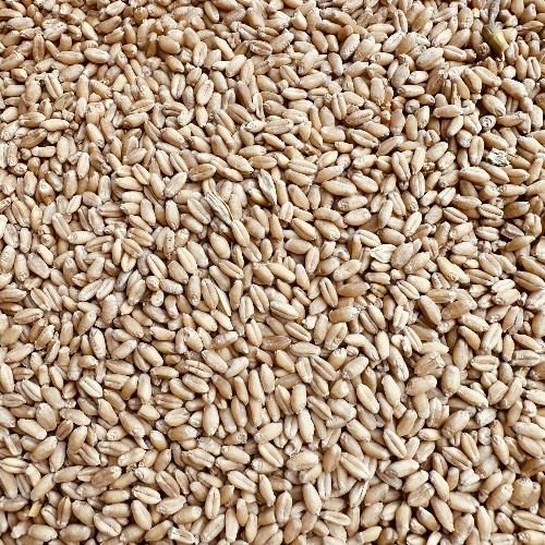 Wheat Grain