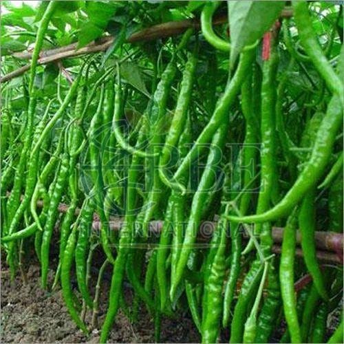 Fresh Hybrid Green Chilli