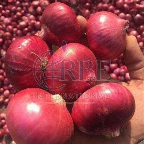 Fresh Hybrid Red Onion