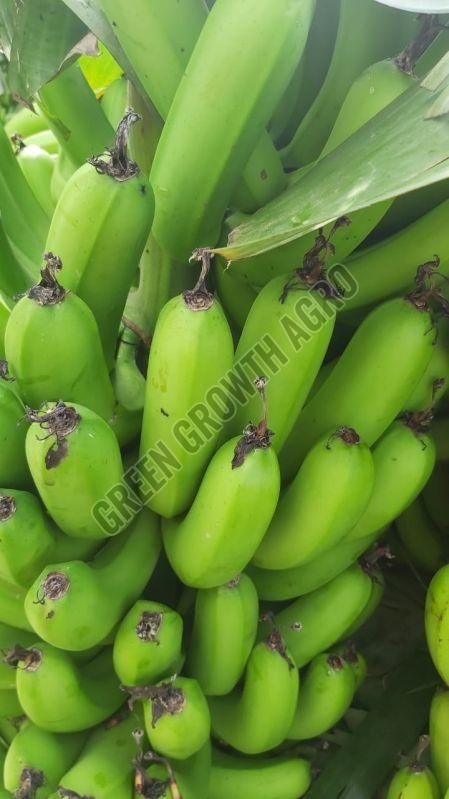 A Grade Robusta Banana