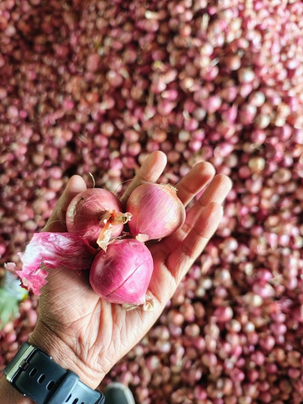 Onion