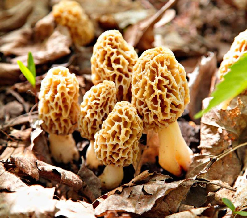 Dried Morel Mushroom