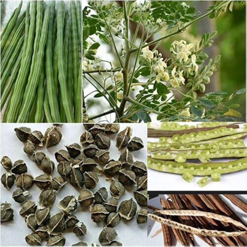 Moringa Oleifera Seeds