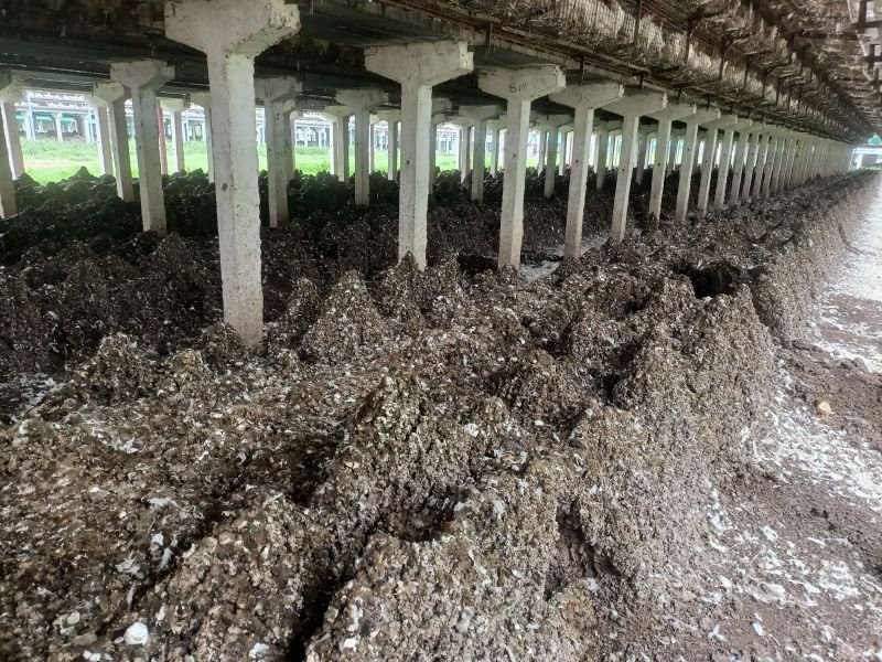 Bio-Tech Grade Poultry Manure