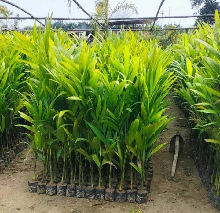 Green Areca Nut Fruit Plant