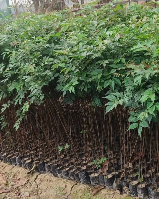 Medicinal & Herbal Plants