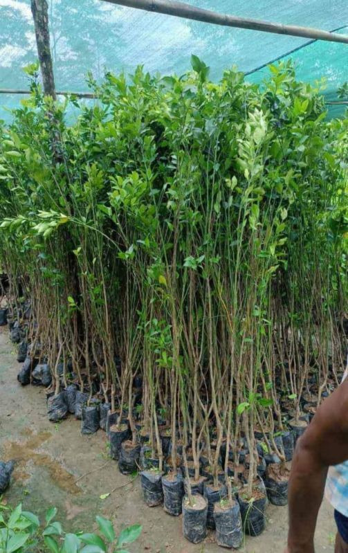 Green Well Watered Grafting Orange Plant