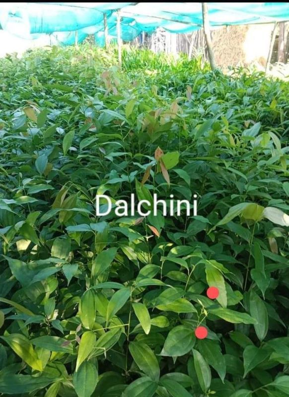 Natural Green Cinnamon Seedling Plant