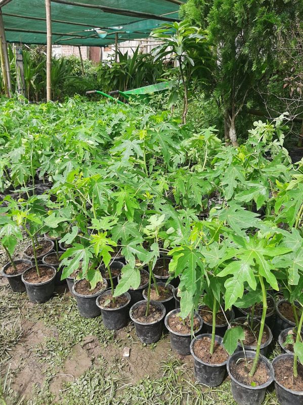 Red Lady Papaya Plant