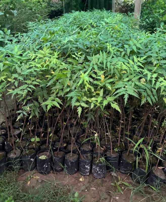 Well Drained Green Neem Plant