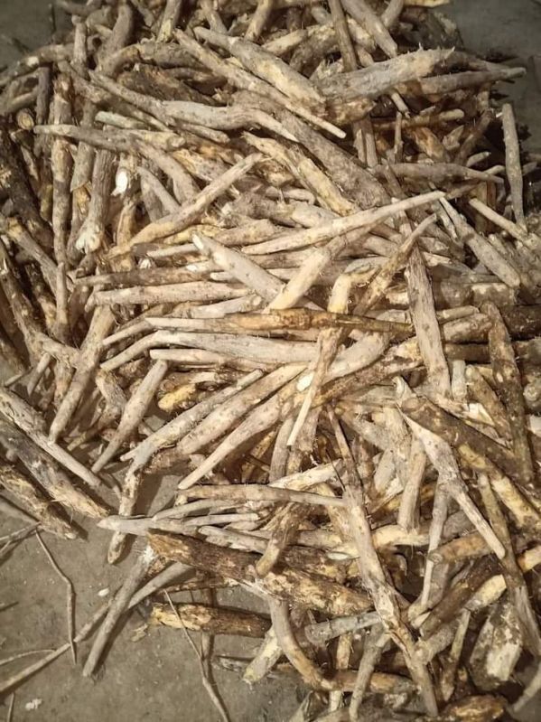 Well Drained Green Teak Stamp Plant