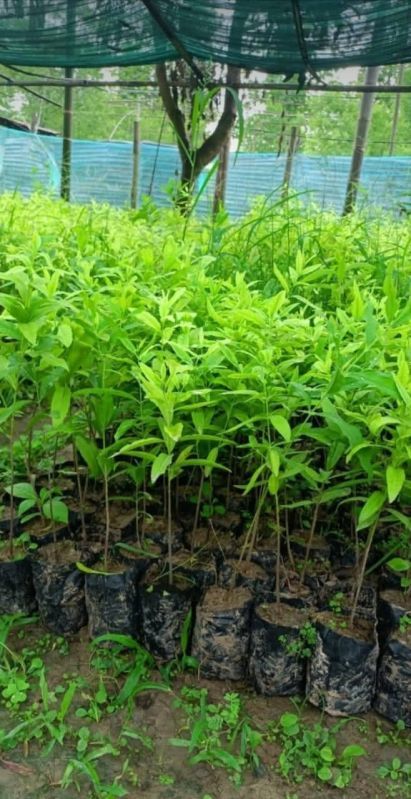 Well Drained White Sandalwood Plant