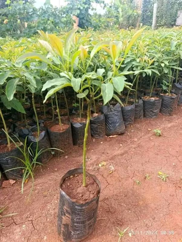 Well Watered Green Avocado Plant