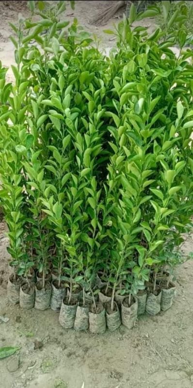 Well Watered Green Orange Plant