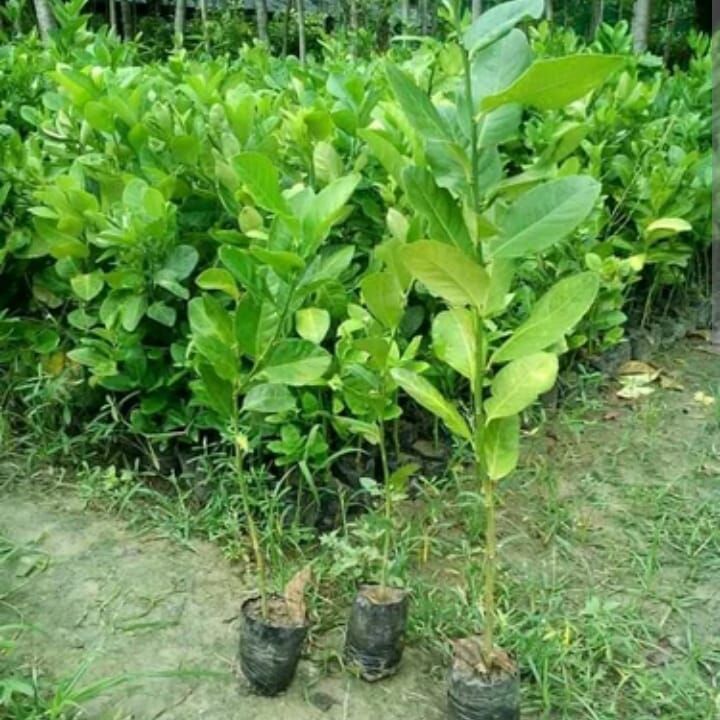 Well Watered Green Seedless Lemon Plant