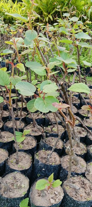 Well Watered Kiwi Fruit Plant
