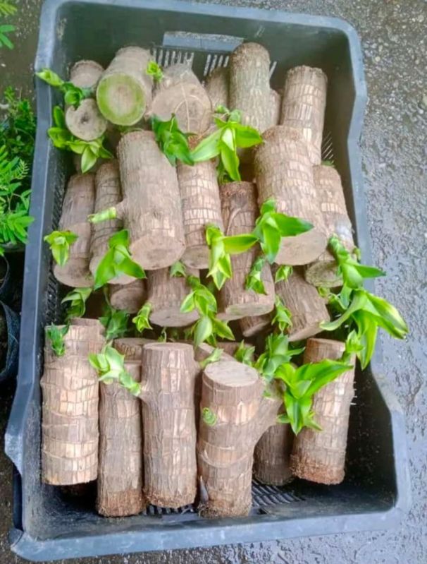 Timber & Forestry Plants