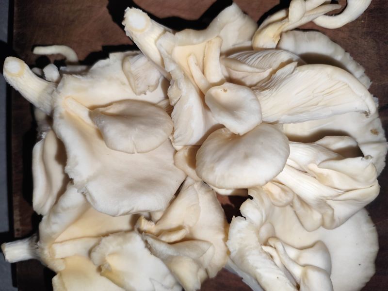 Fresh Oyster Mushroom