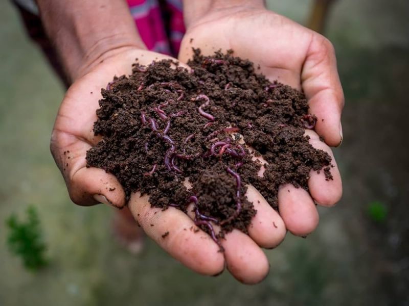 Organic Vermicompost