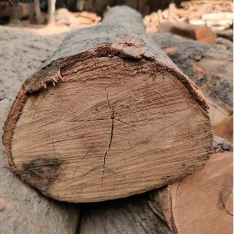 Mango Wood
