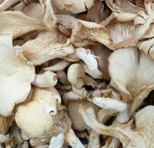Dry Oyster Mushroom