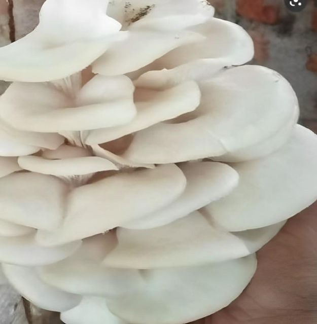 A Grade Fresh Oyster Mushroom
