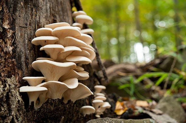 A Grade Organic Oyster Mushroom