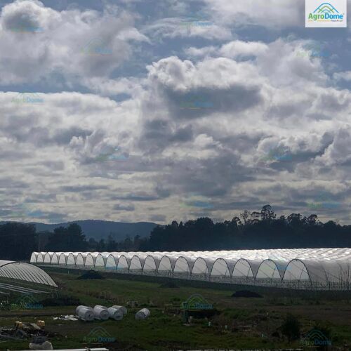 Customized Roof Multi Span Tunnels Greenhouse