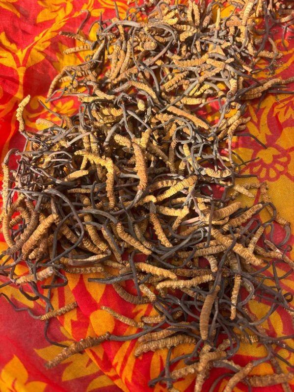 Caterpillar Fungus Cordyceps Sinensis