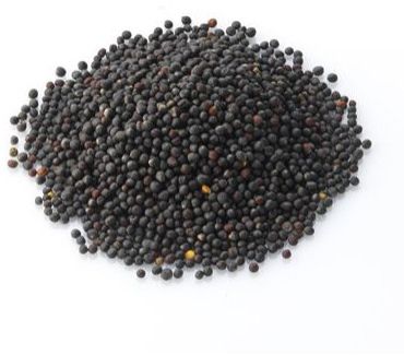 Rapeseed