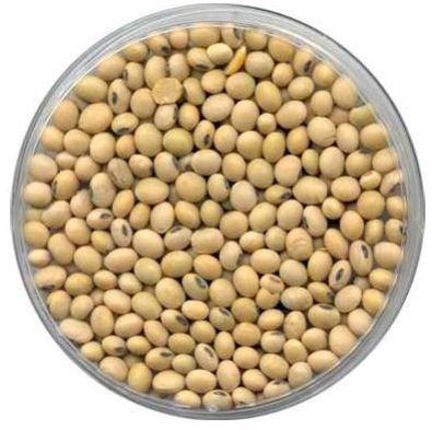 Soybean Seed