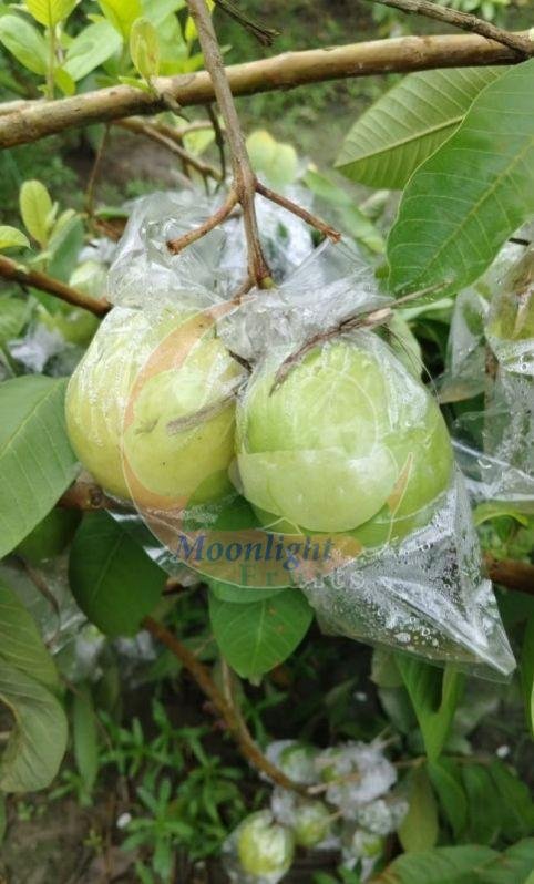 Fresh Allahabadi Guava