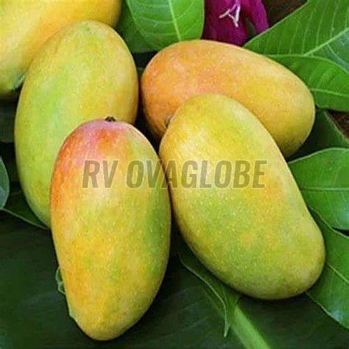 Fresh Indian Kesar Mango