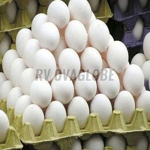 White Poultry Eggs
