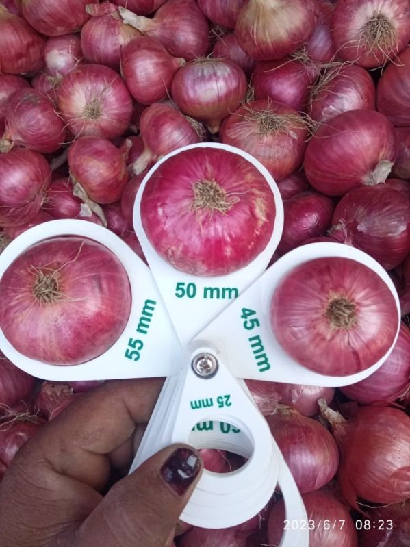 Onion