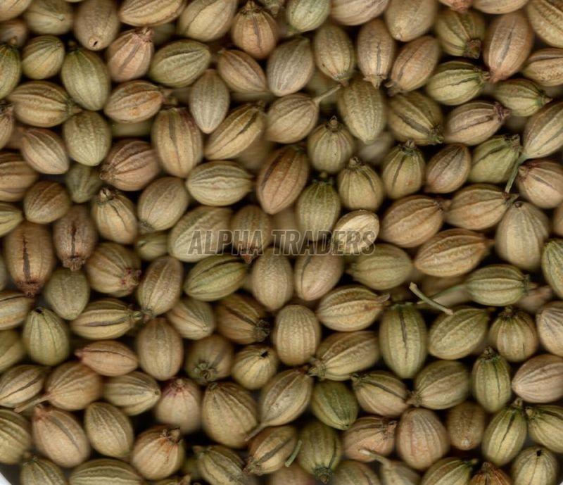 A Grade Coriander Seeds