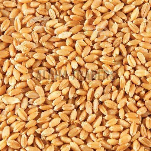 Natural Wheat Seeds