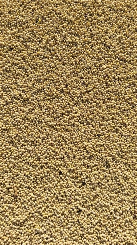 Soya Bean Seeds