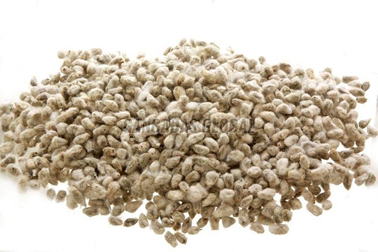Cotton Seeds