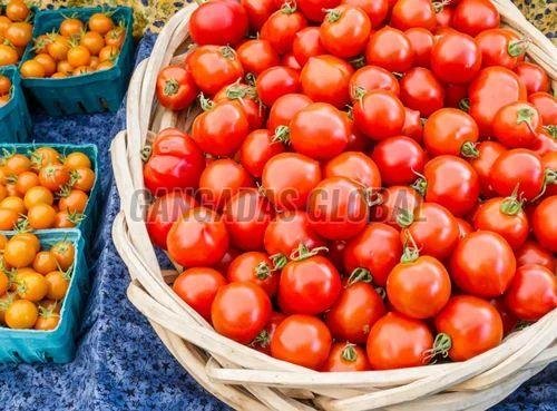 Fresh Red Tomato