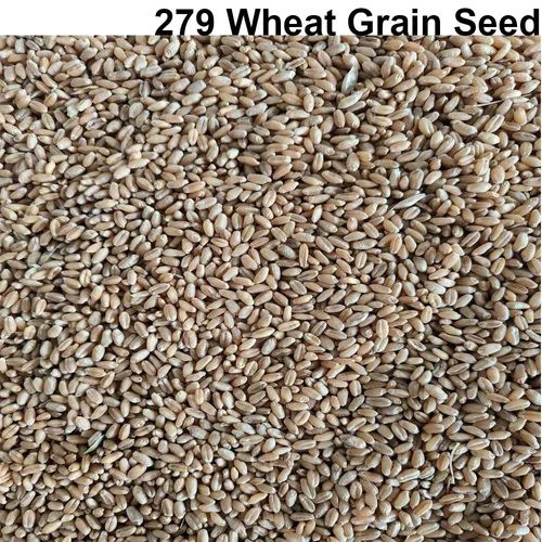279 Wheat Grain Seeds