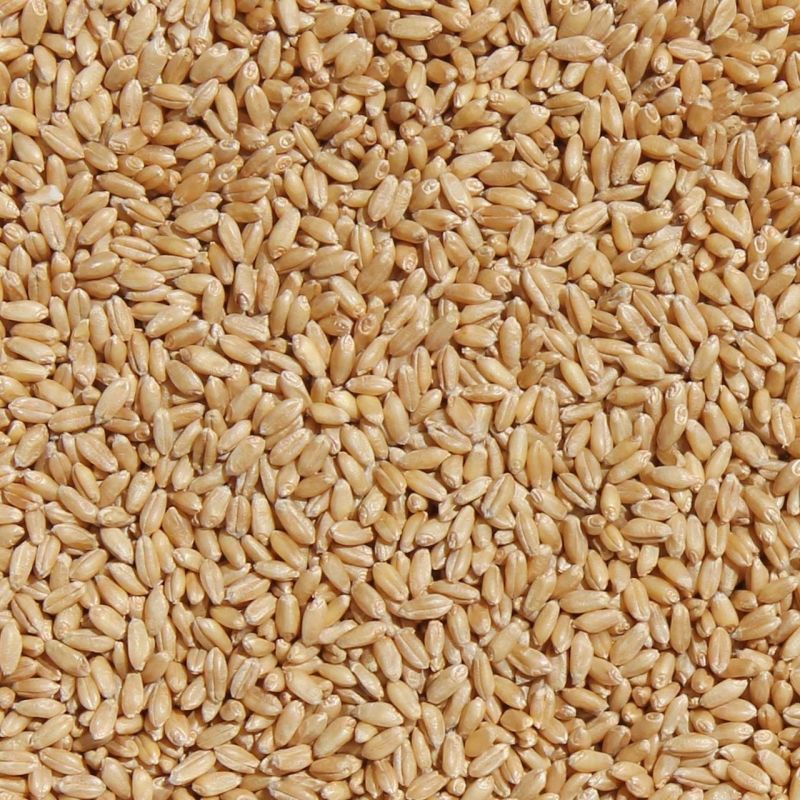 Wheat Seeds