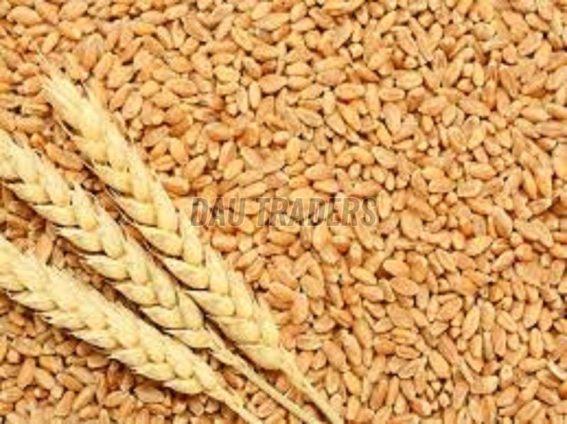 Wheat Grain