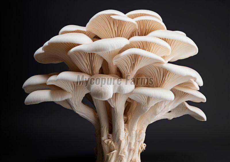 Fresh Oyster Mushroom